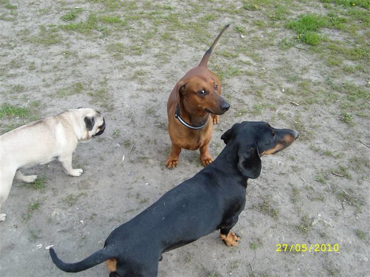 Oxbjerget billede 24