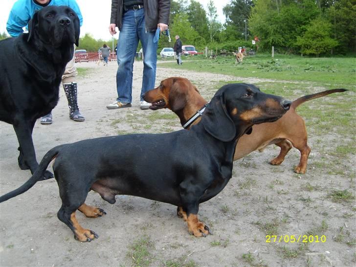 Oxbjerget billede 25