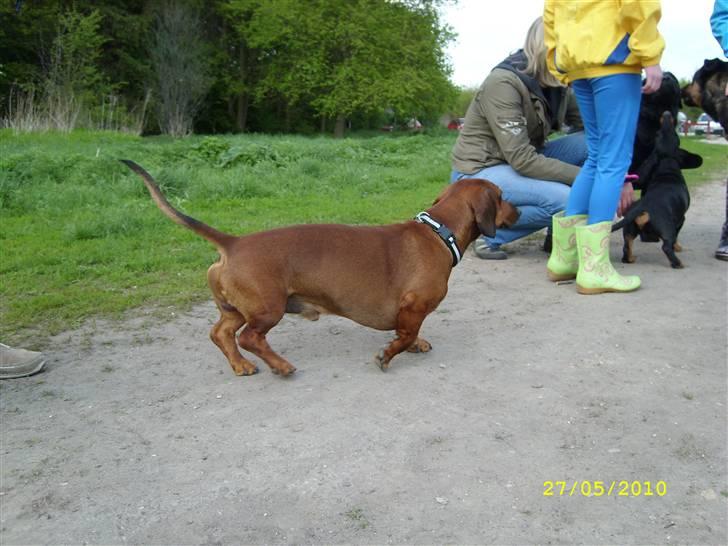 Oxbjerget billede 26