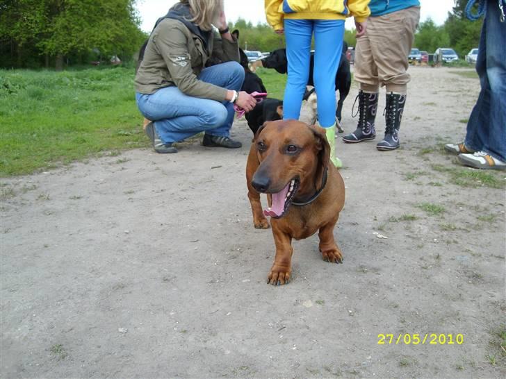 Oxbjerget billede 27