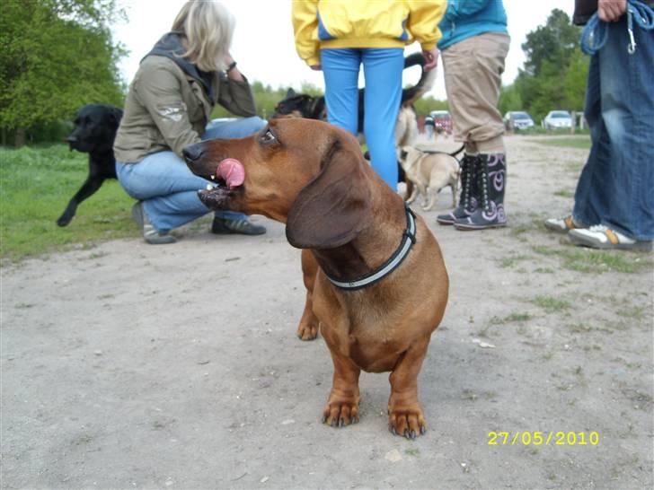 Oxbjerget billede 28