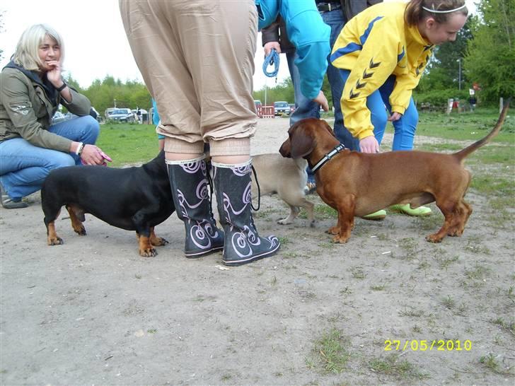 Oxbjerget billede 29