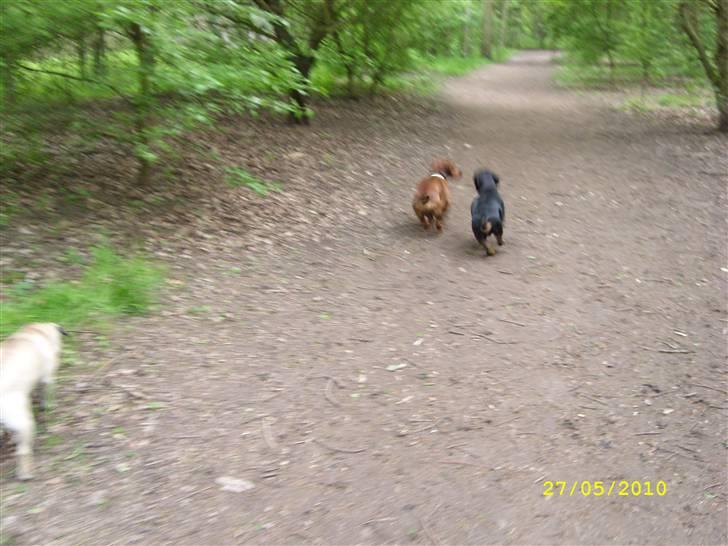 Oxbjerget billede 30