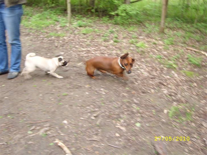 Oxbjerget billede 31