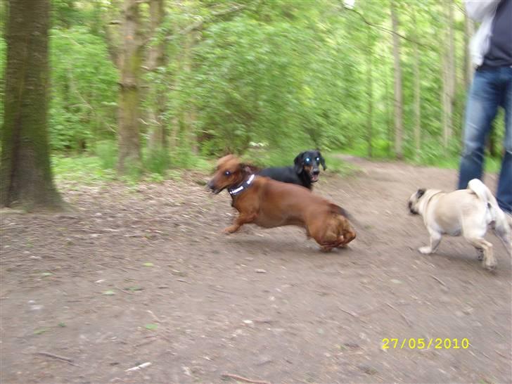 Oxbjerget billede 32