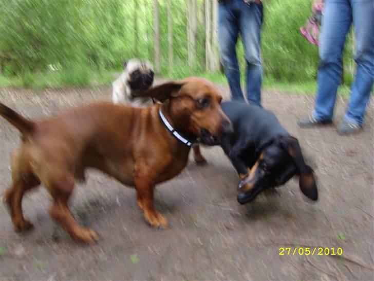 Oxbjerget billede 33