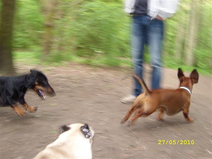 Oxbjerget billede 34