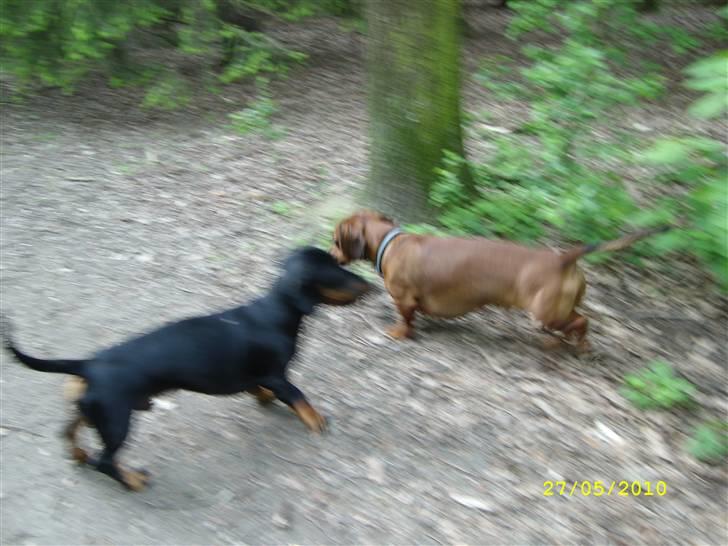 Oxbjerget billede 35