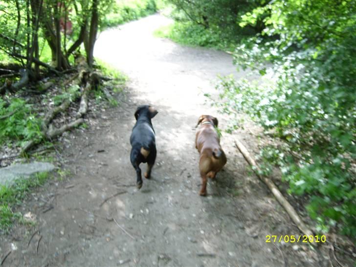 Oxbjerget billede 36