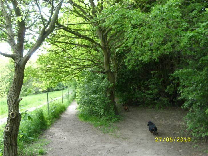 Oxbjerget billede 38