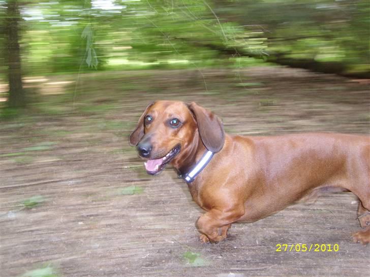 Oxbjerget billede 39