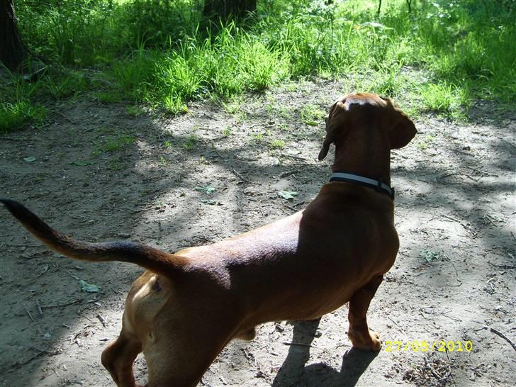 Oxbjerget billede 40