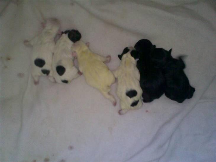 {{currentPhoto.altText}} billede {{currentPhoto.number}}