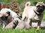 Mops hvalpe
