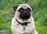Mops hvalpe