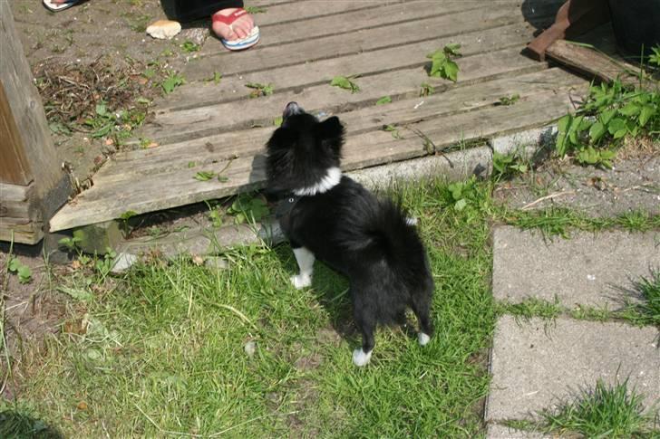 Zita i Haven med Odin - Skal lige tjekke om Linda er inde for at hente mad billede 8