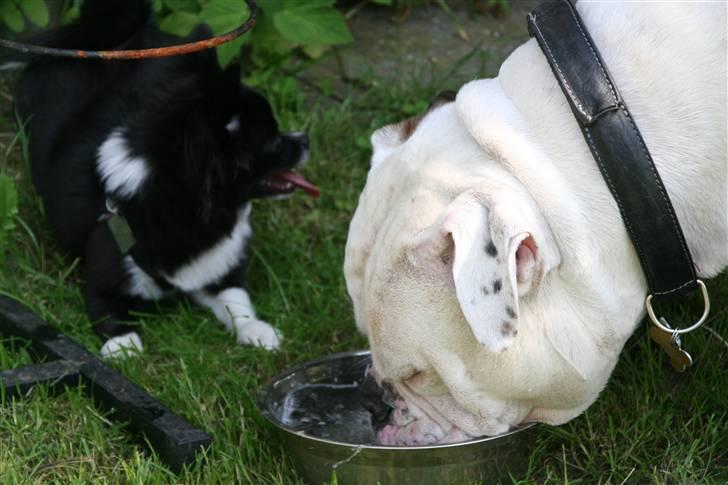 Zita i Haven med Odin - Odin for aller nådigst lov til at drikke af sin egen vandskål, selvom han ikke var helt sikker på han turer billede 13