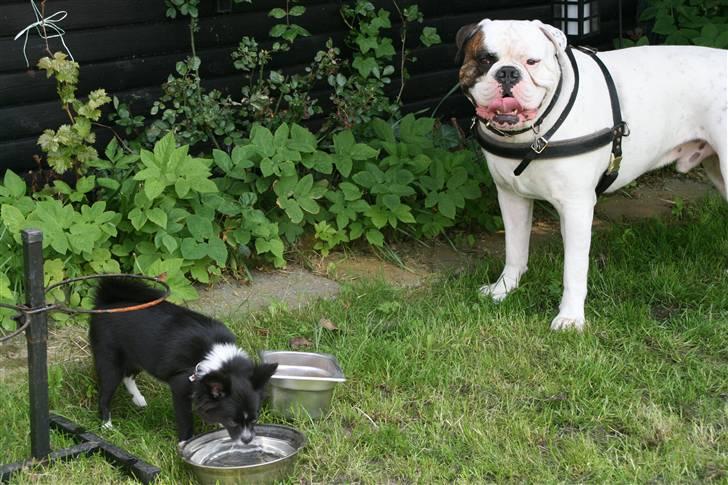 Zita i Haven med Odin billede 16