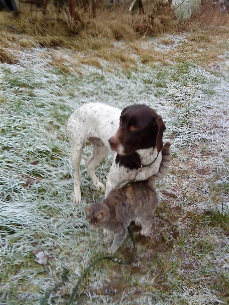 Søde hunde billede 1