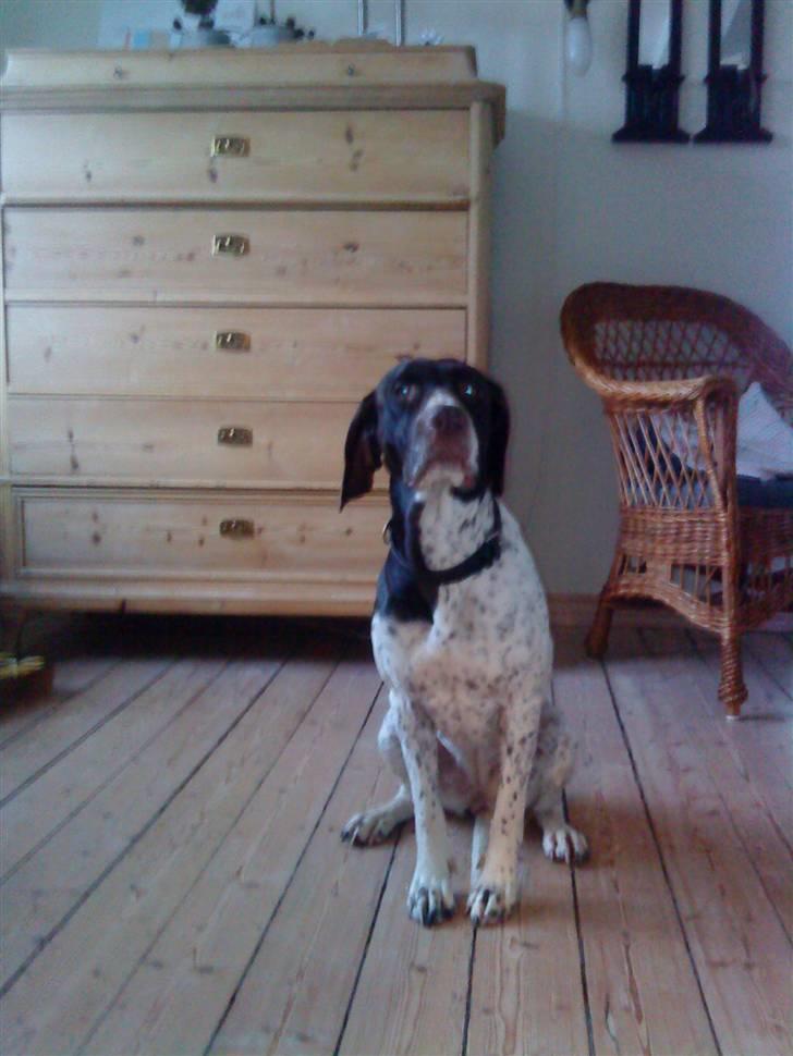 Søde hunde billede 2