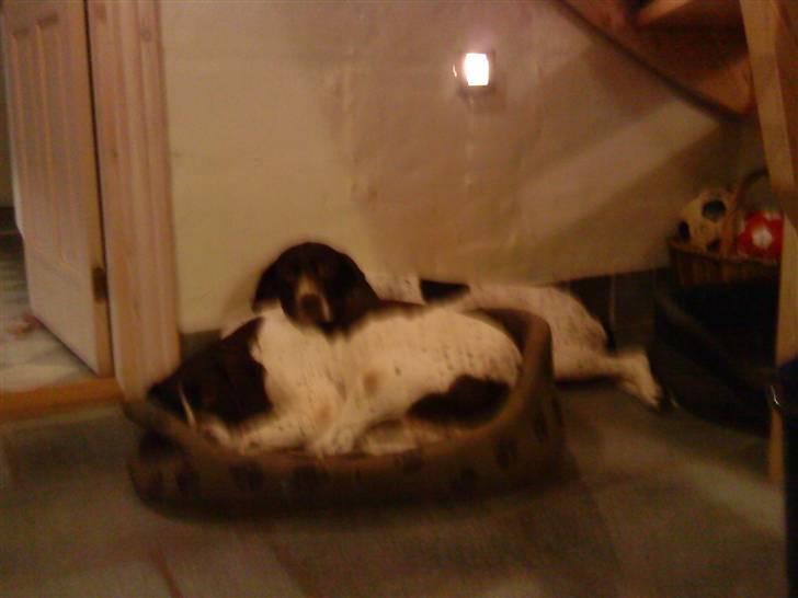 Søde hunde billede 3