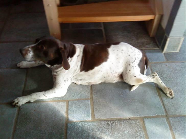 Søde hunde billede 4