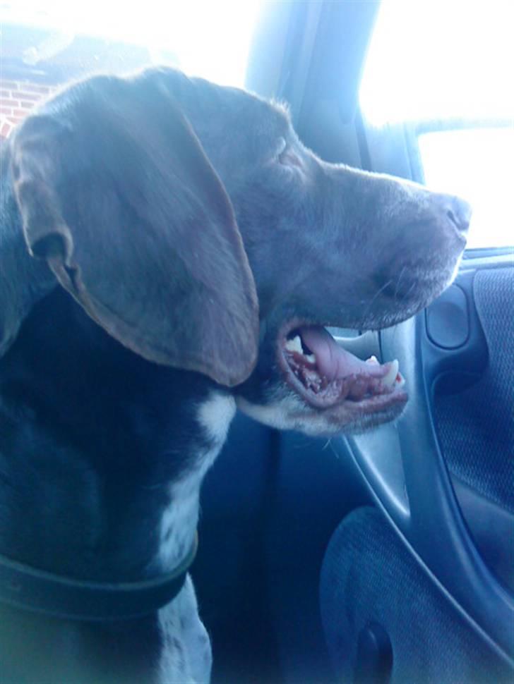 Søde hunde billede 6