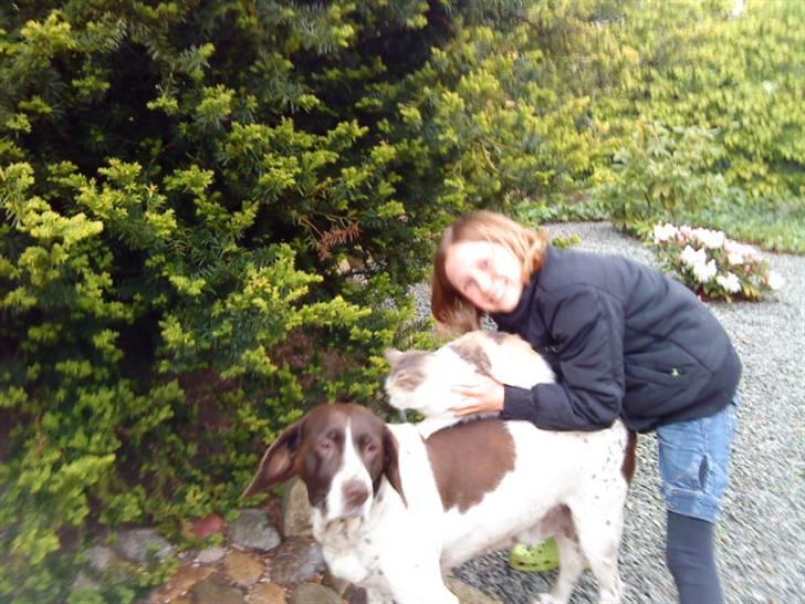 Søde hunde billede 8