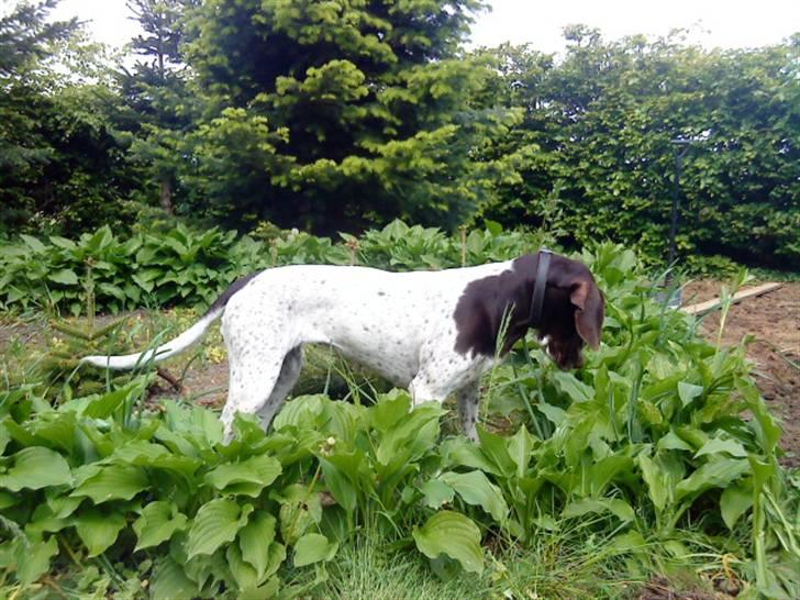 Søde hunde billede 9