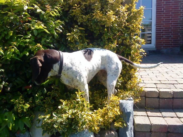 Søde hunde billede 10