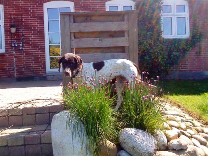 Søde hunde billede 11