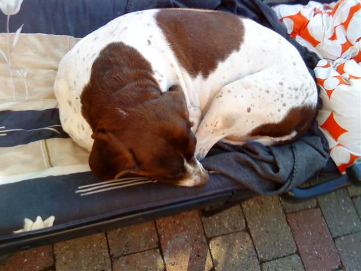 Søde hunde billede 12