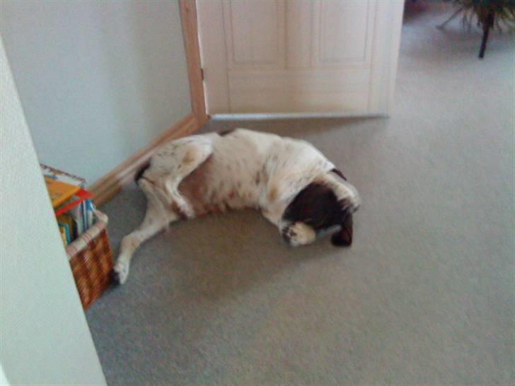 Søde hunde billede 13