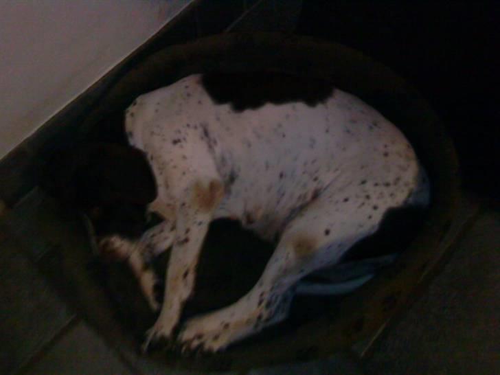 Søde hunde billede 14