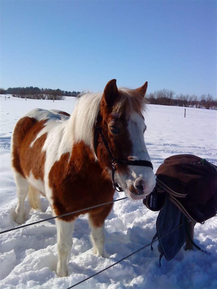 Søde hunde billede 15