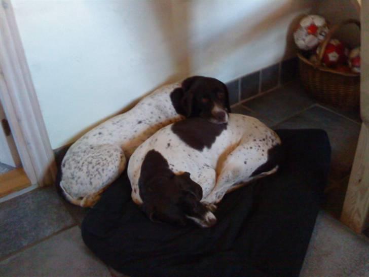 Søde hunde billede 16