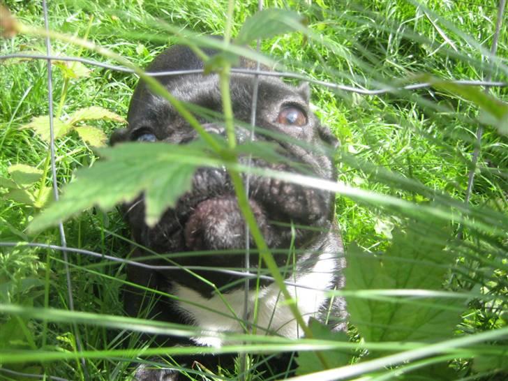 Luis  bag hegnet billede 1