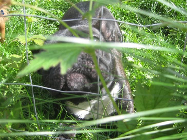 Luis  bag hegnet billede 2