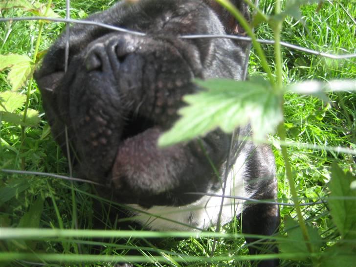 Luis  bag hegnet billede 3