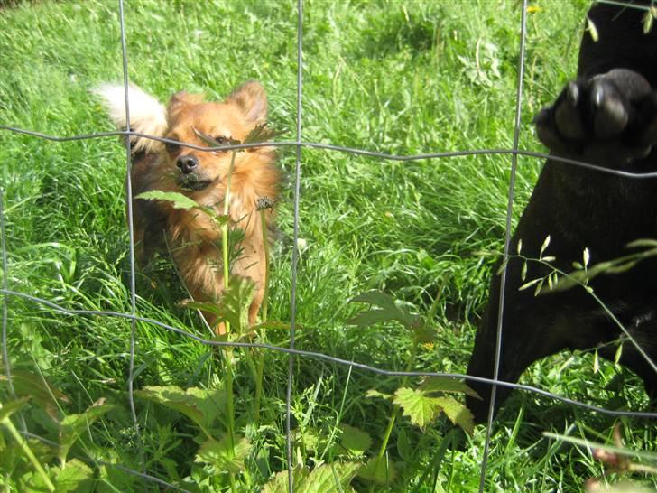 Luis  bag hegnet billede 4