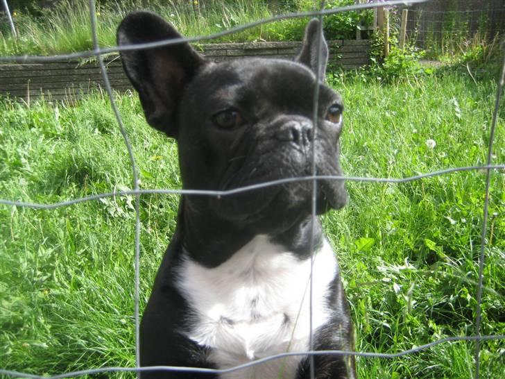 Luis  bag hegnet billede 5