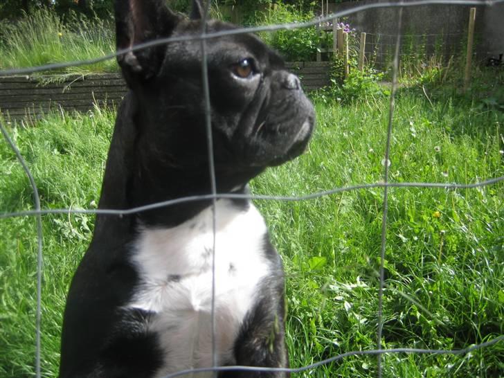 Luis  bag hegnet billede 6