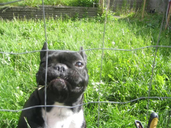 Luis  bag hegnet billede 7