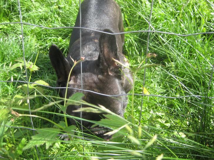 Luis  bag hegnet billede 8