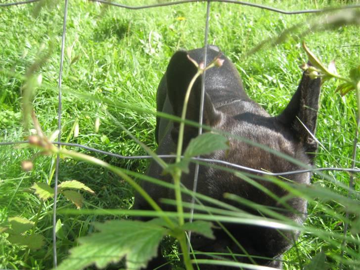 Luis  bag hegnet billede 9