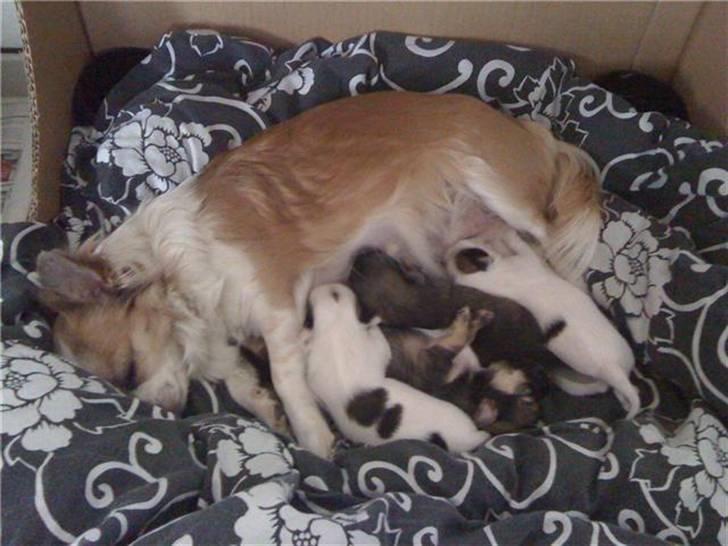 Chanel, hendes søskende, mor og ankomsten her hjem :) - Chanel, hendes mor og hendes 3 søskende. billede 1