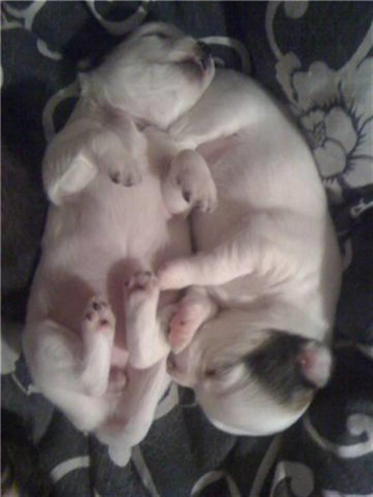 Chanel, hendes søskende, mor og ankomsten her hjem :) - Chanel og hendes søster Lotus. billede 2