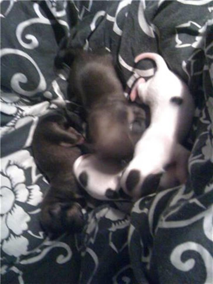 Chanel, hendes søskende, mor og ankomsten her hjem :) billede 3