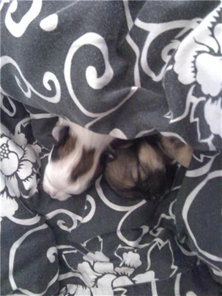 Chanel, hendes søskende, mor og ankomsten her hjem :) billede 4