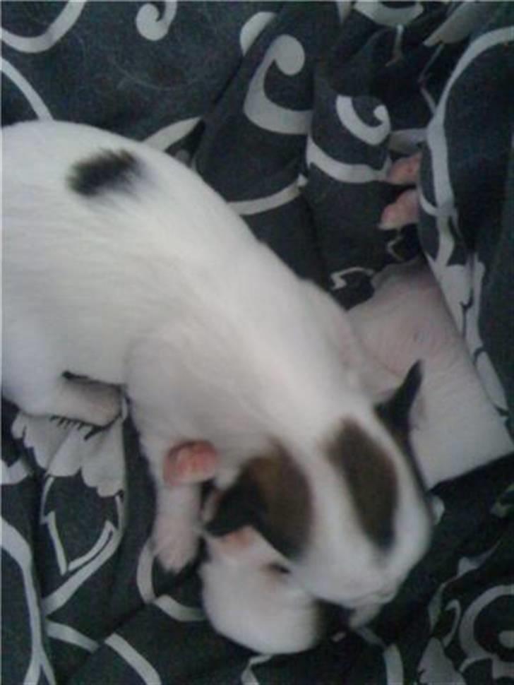 Chanel, hendes søskende, mor og ankomsten her hjem :) billede 5